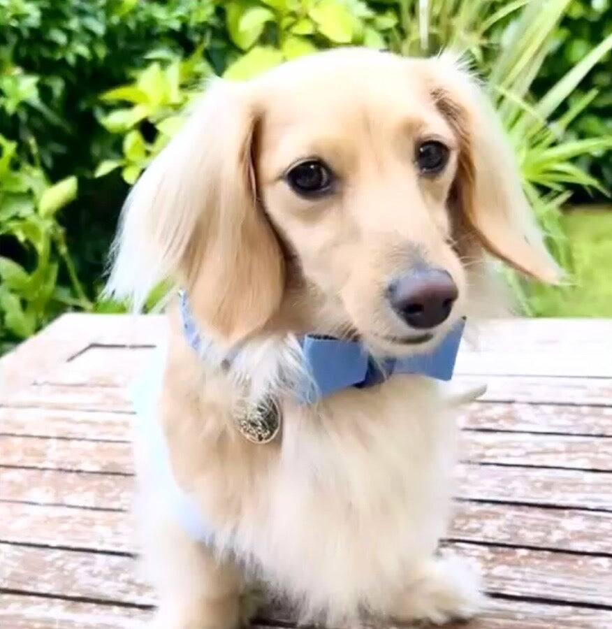 Left. PoisePup - Cute Handmade Genuine Soft Full Grain Leather Dog Bow Tie - Saxe Blue | Baby Blue.