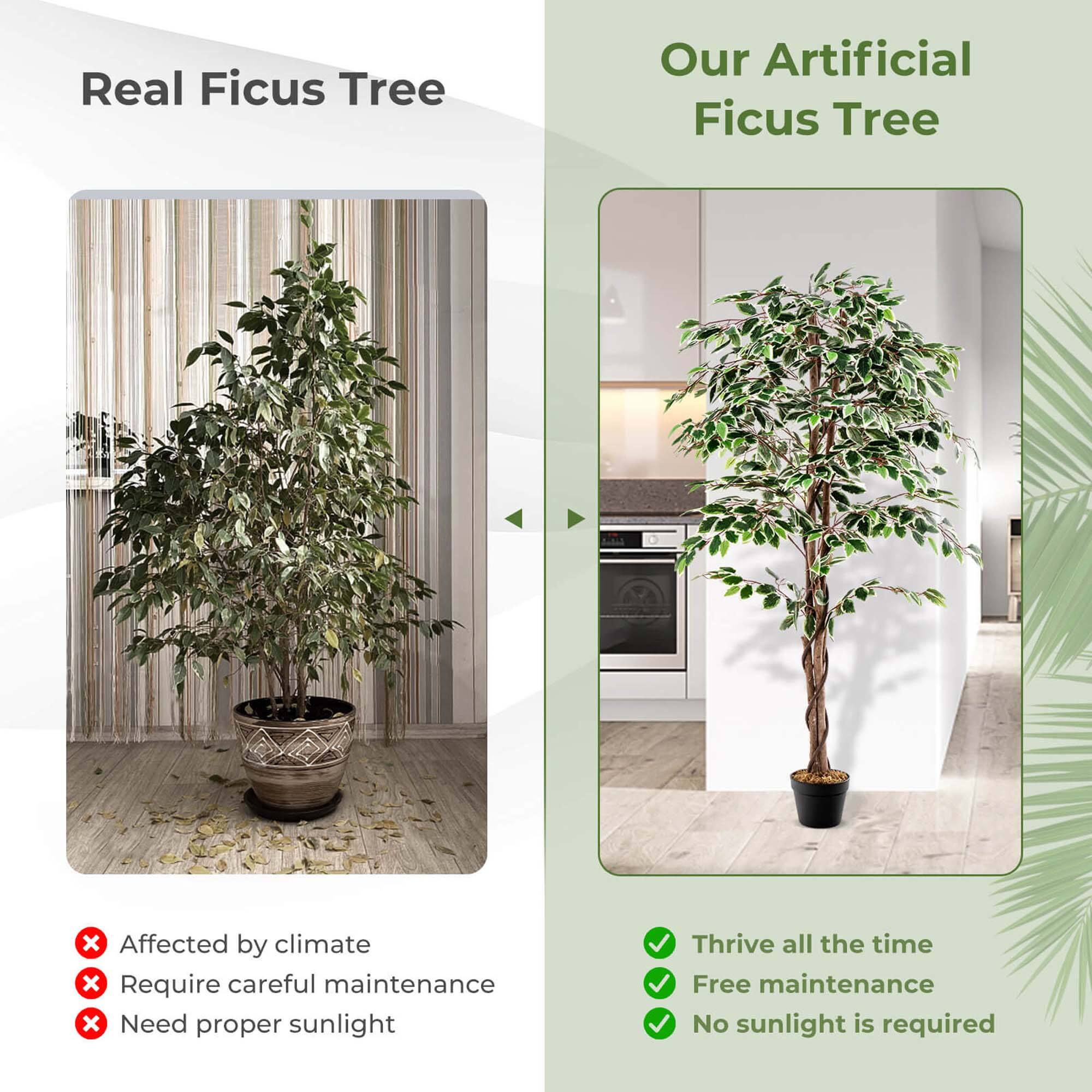Real Ficus Tree:
- Affected by climate
- Require careful maintenance
- Need proper sunlight

Our Artificial Ficus Tree:
- Thrive all the time
- Free maintenance
- No sunlight is required