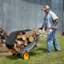 Angle. WORX - Worx WA0232 Aerocart Wheelbarrow Firewood Carrier - Black.