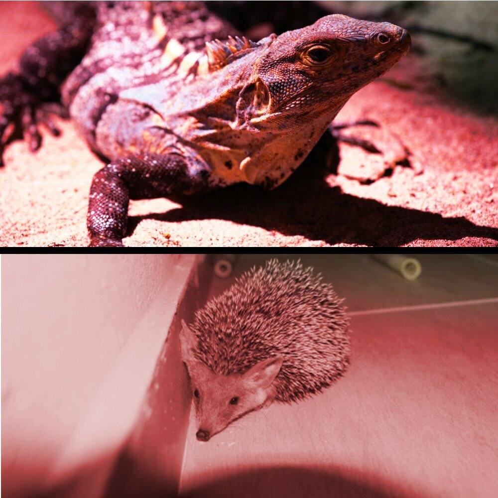 Alt View 4. HQRP - Pocket Red Light Flashlight 9 LED Night Observation Torch, Weather Resistant, 3 AAA Battery.