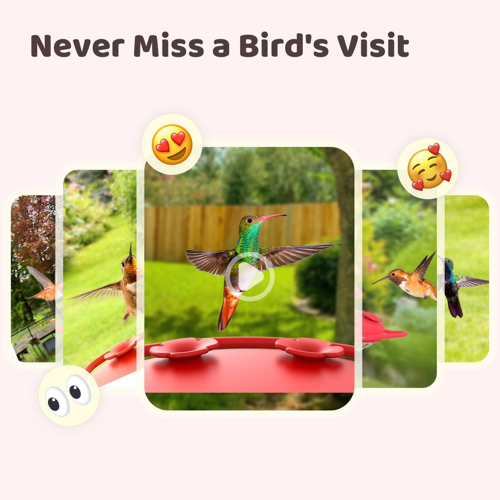 Never Miss a Bird's Visit