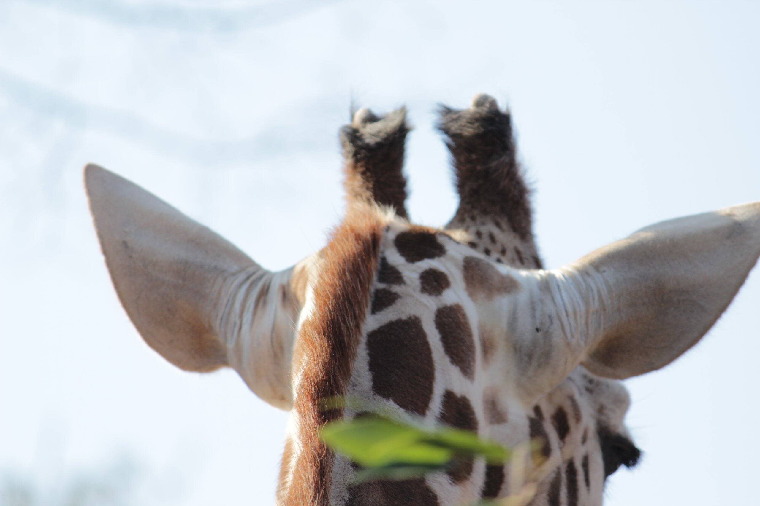 Back. Canon - Canon EF-S 55-250mm f/4-5.6 is Image Stabilizer Telephoto Zoom Lens (International Model) - Black.