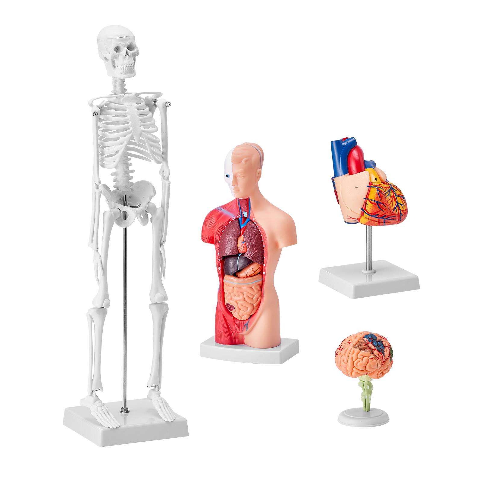 Alt View 5. VEVOR - Human Anatomy Models Bundle Set, Brain, Human Torso Body, Heart, Skeleton Model Set of 4, Hands-on 3D Model Study Tools - Multicolor.