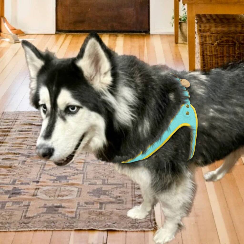 Angle. PoisePup - Real Leather Comfortable Step-in Harness for Dogs - Teal | Yellow.