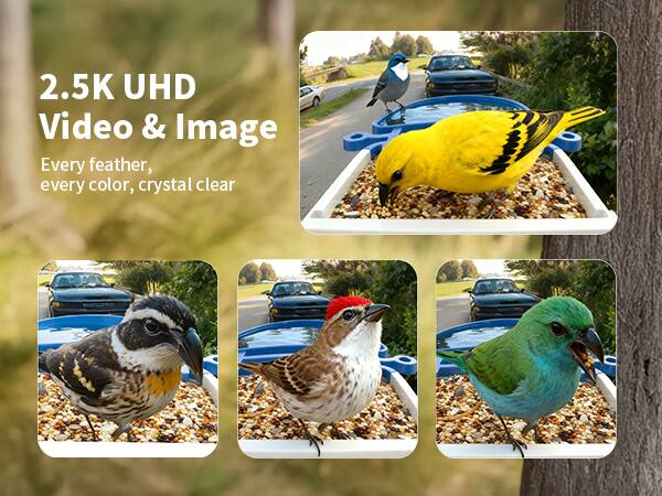 2.5K UHD Video & Image  
Every feather, every color, crystal clear