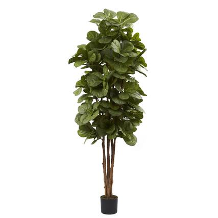 Front. BreeBe - 6' Fiddle Leaf Fig Tree x 6 w/270 Lvs - Green.