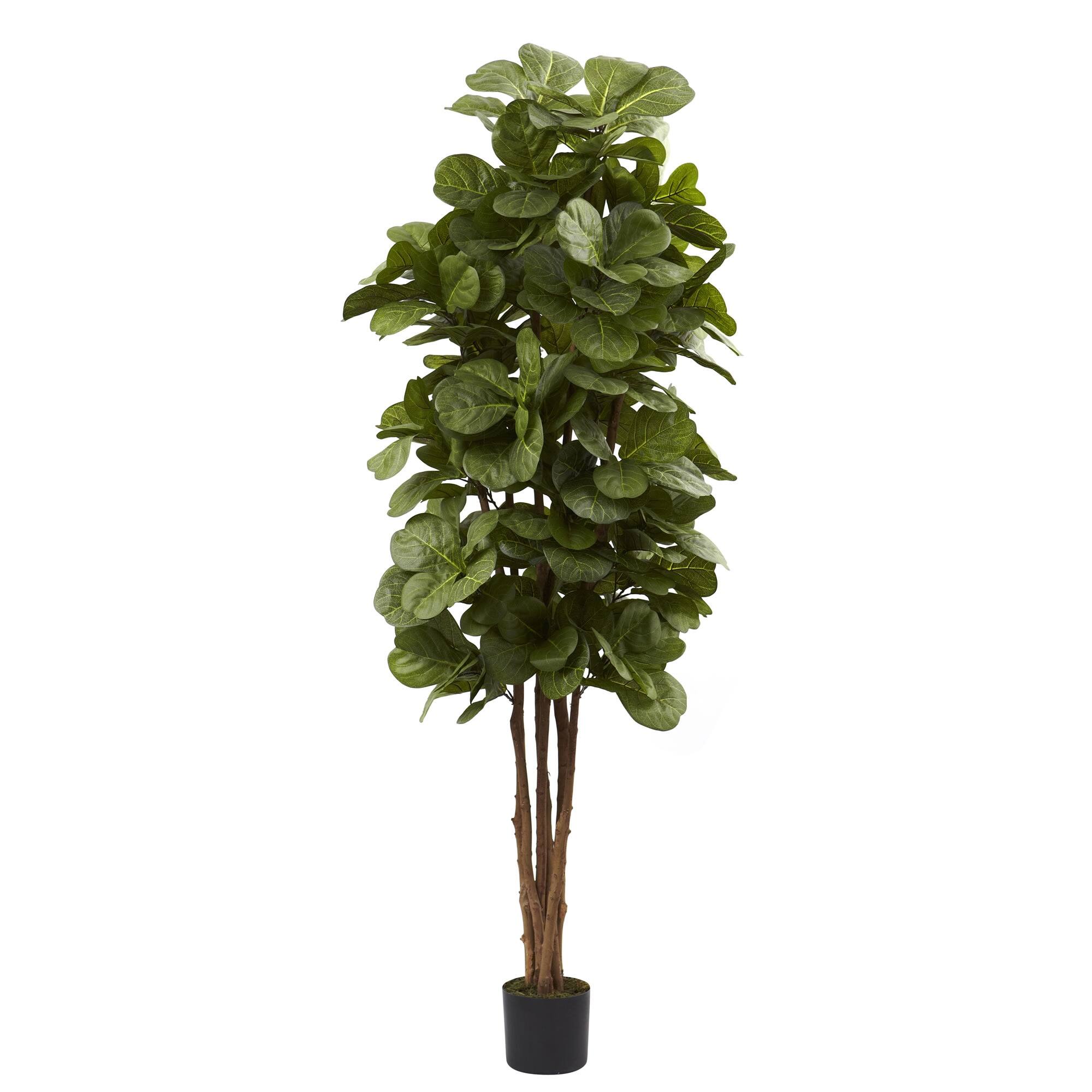 Front. BreeBe - 6' Fiddle Leaf Fig Tree x 6 w/270 Lvs - Green.