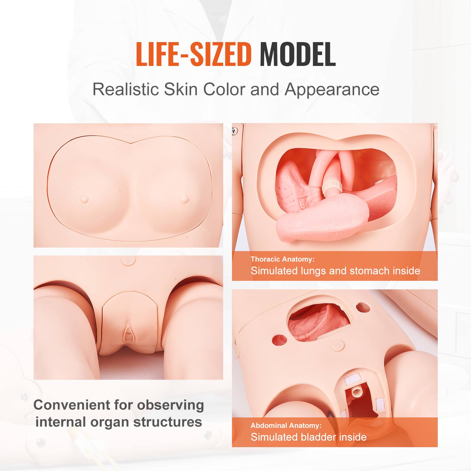LIFE-SIZED MODEL  
Realistic Skin Color and Appearance  

Thoracic Anatomy:  
Simulated lungs and stomach inside  

Abdominal Anatomy:  
Simulated bladder inside  

Convenient for observing internal organ structures