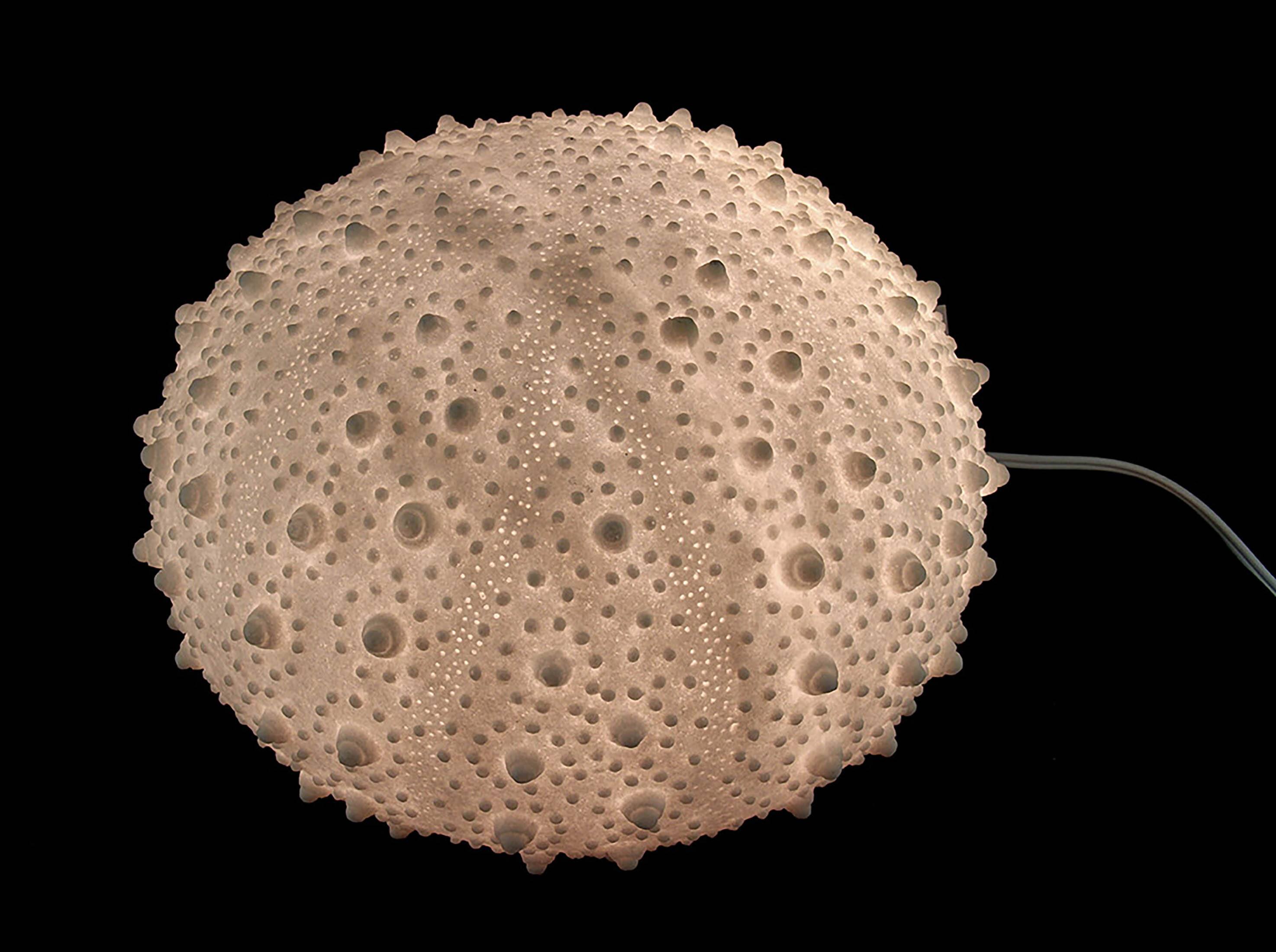 Alt View 5. Contrast Inc. - Large White Sea Urchin Coastal Table Lamp - 16 Inch Diameter - White.