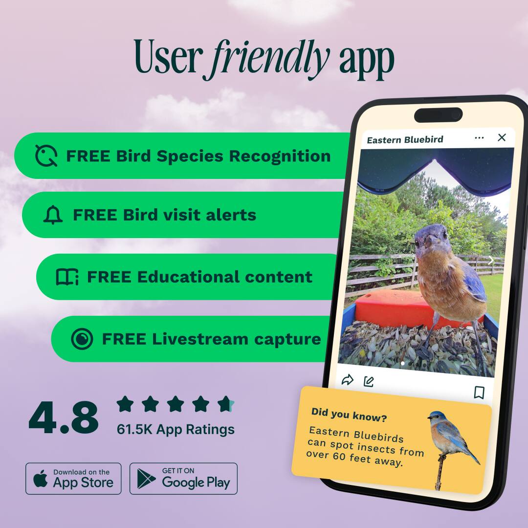 User friendly app
Eastern Bluebird
FREE Bird Species Recognition
FREE Bird visit alerts
FREE Educational content
FREE Livestream capture
4.8 61.5K App Ratings
Download on the App Store
GET IT ON Google Play
Did you know? Eastern Bluebirds can spot insects from over 60 feet away.