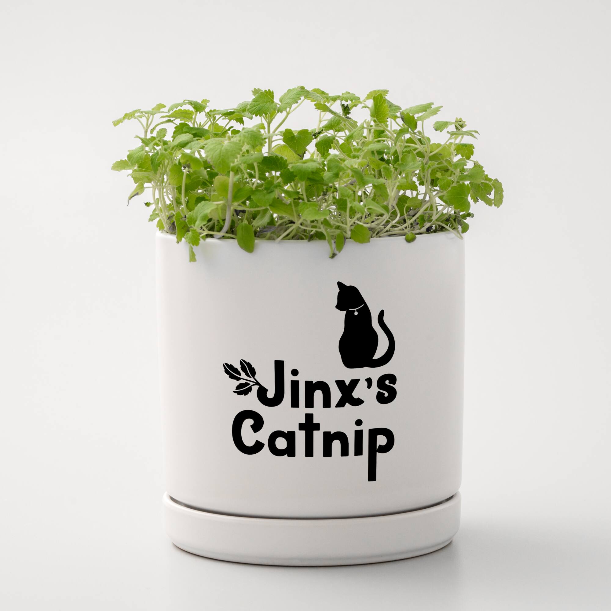 Jinx's Catnip