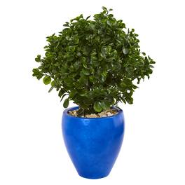 BreeBe - 32" Peperomia Plant in Blue Planter UV Rest (Indoor/Outdoor) - Green