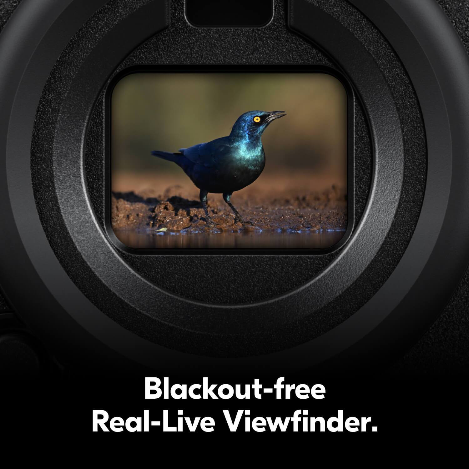 Blackout-free Real-Live Viewfinder.