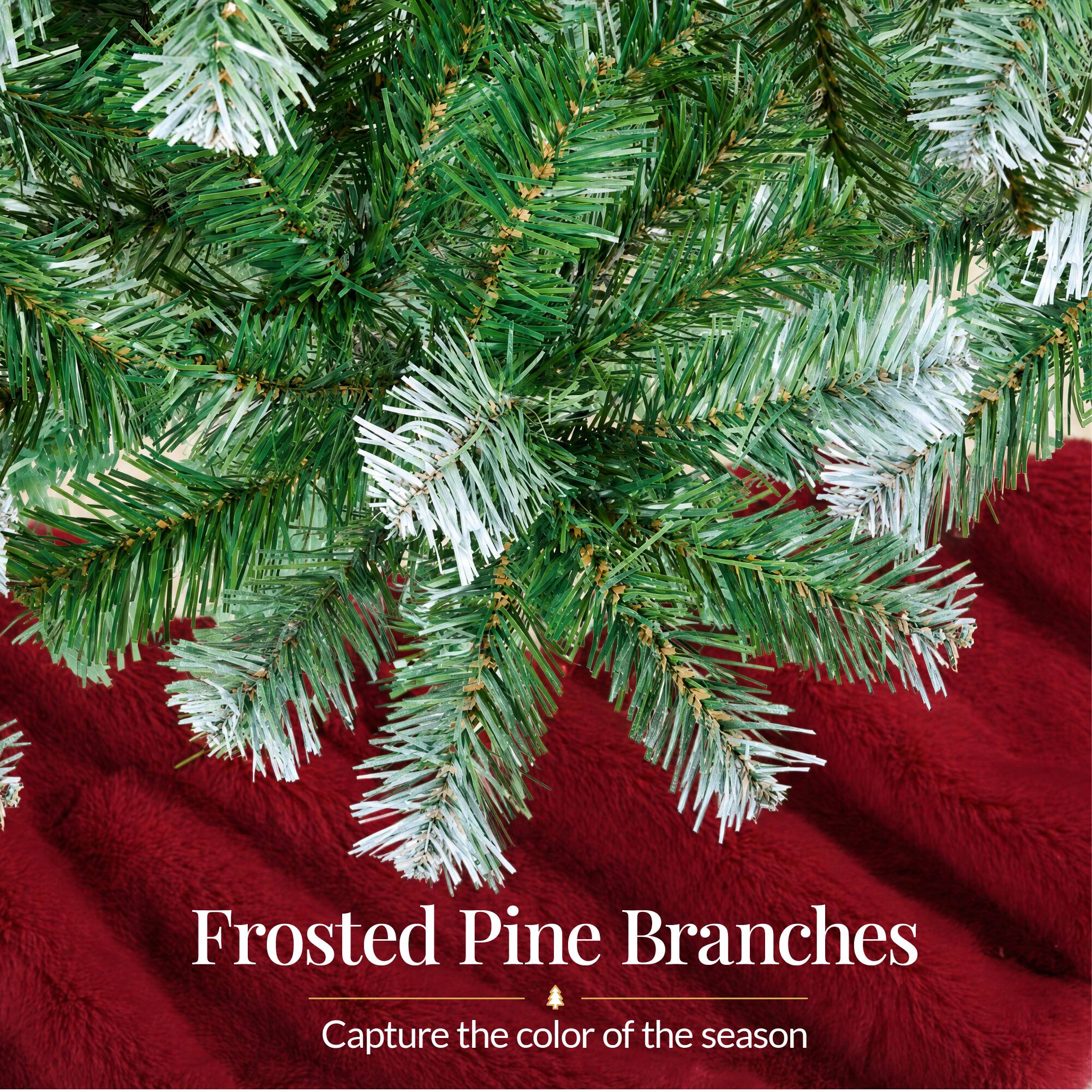 Frosted Pine Branches  
Capture the color of the season