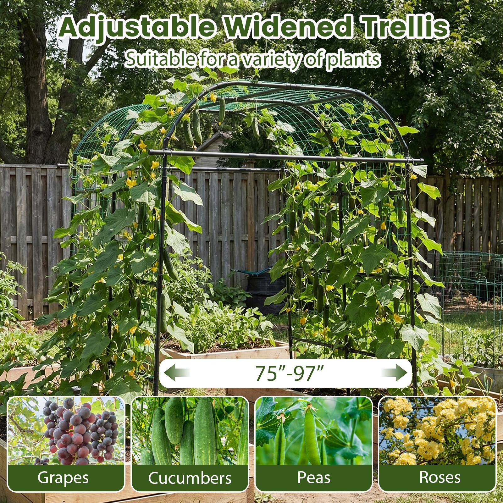 Adjustable Widened Trellis  
Suitable for a variety of plants  

75"-97"  

Grapes  
Cucumbers  
Peas  
Roses