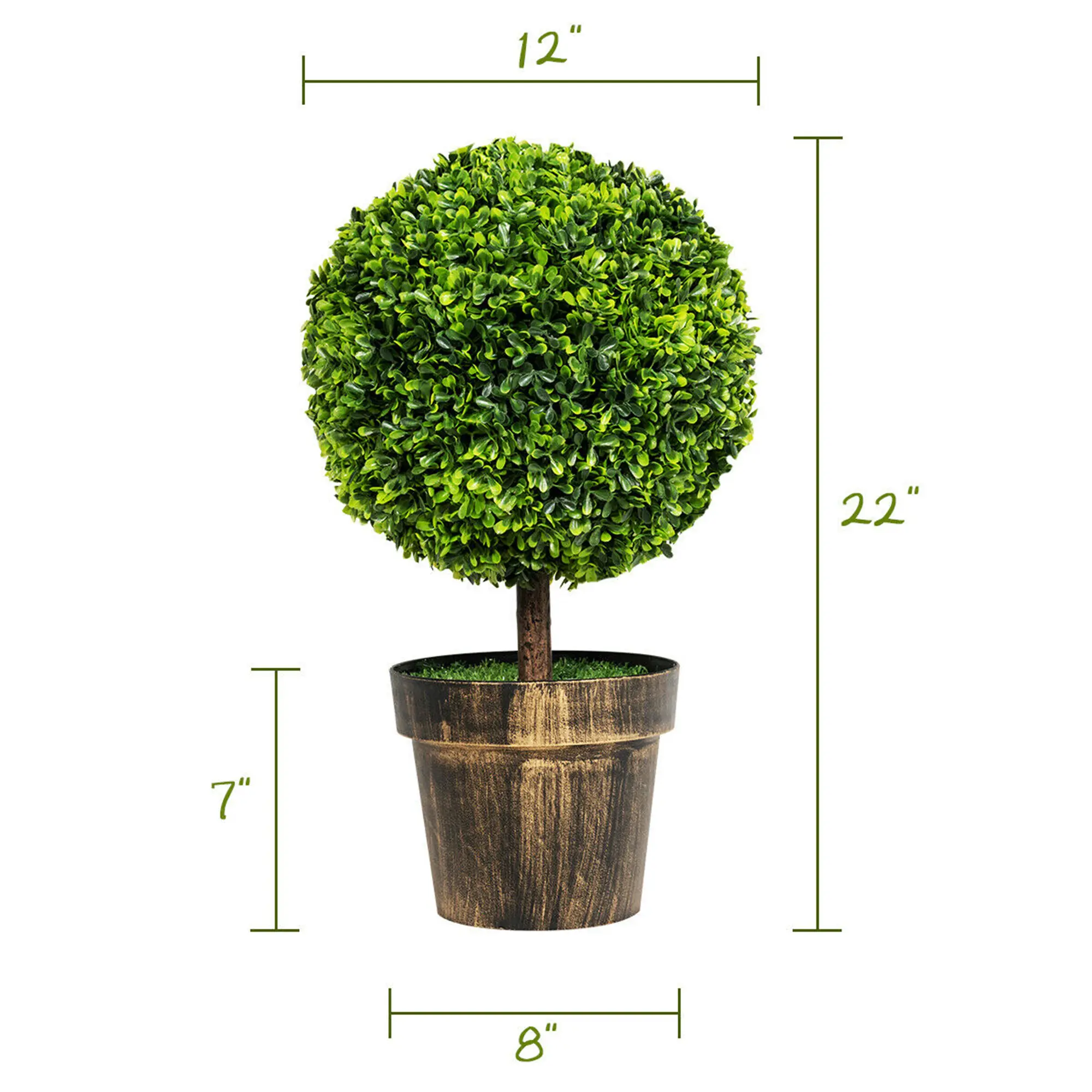 The measurements in the image are:

- Height of the plant: 22"
- Width of the plant: 12"
- Height of the pot: 7"
- Diameter of the pot: 8"