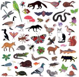 Modern Nature - Island Of Noise - VINYL LP