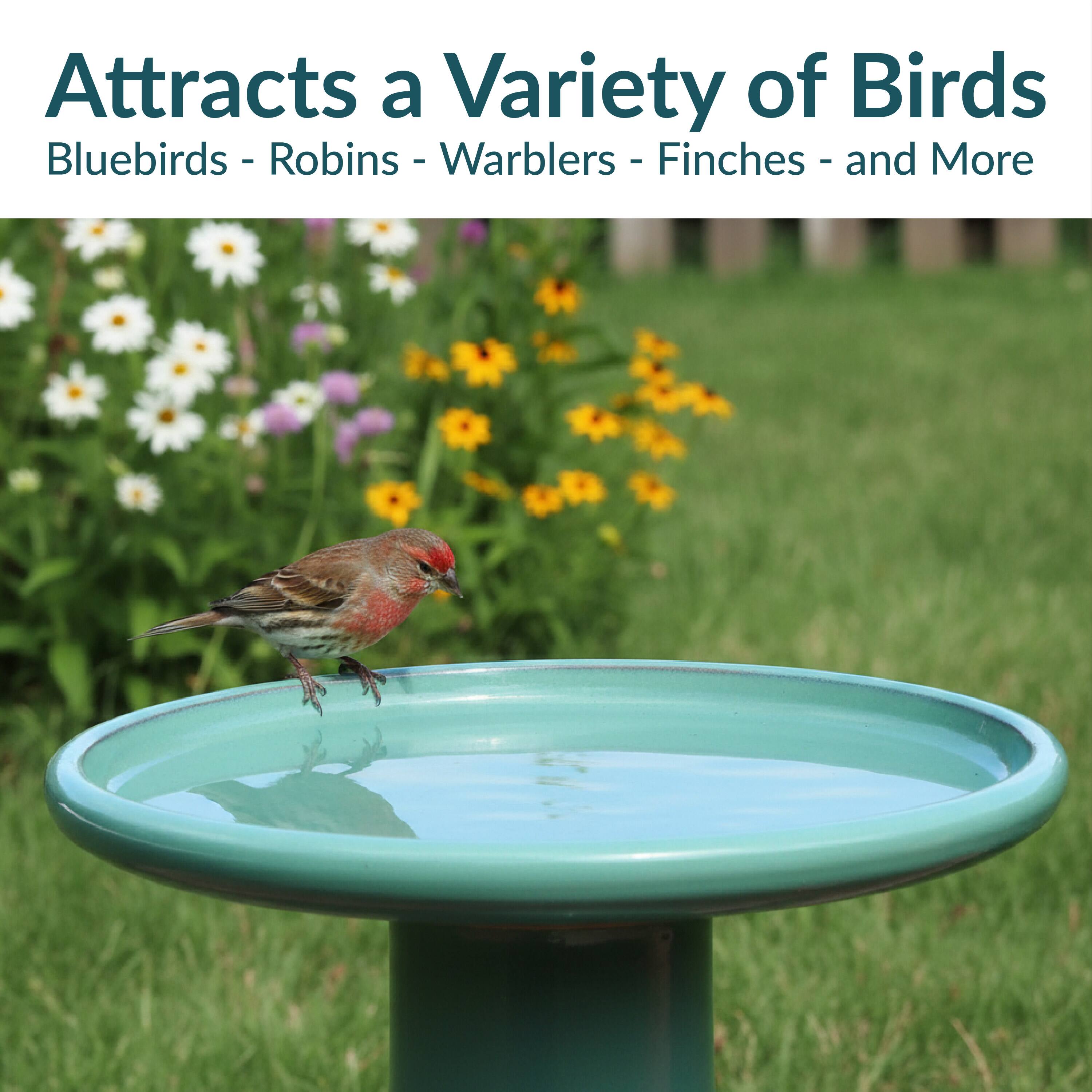 Attracts a Variety of Birds  
Bluebirds - Robins - Warblers - Finches - and More