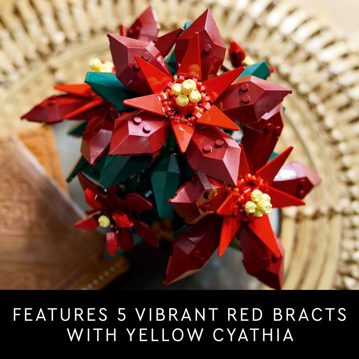 a. Features 5 vibrant red bracts with yellow cythia