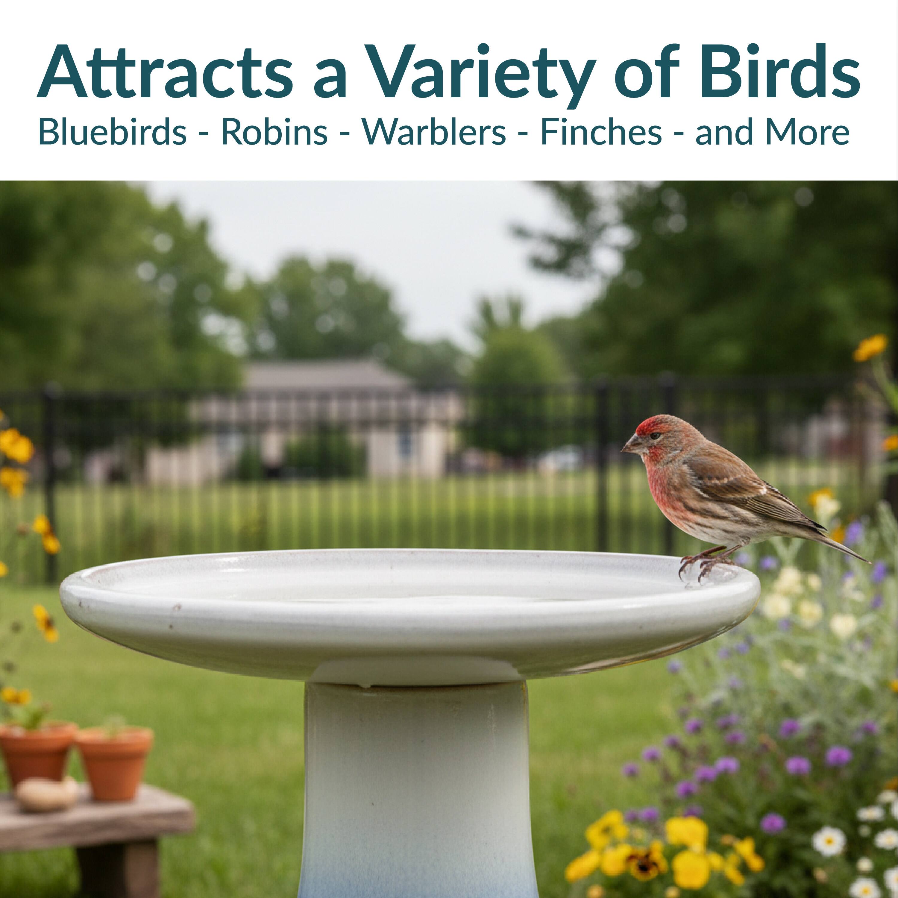 Attracts a Variety of Birds  
Bluebirds - Robins - Warblers - Finches - and More
