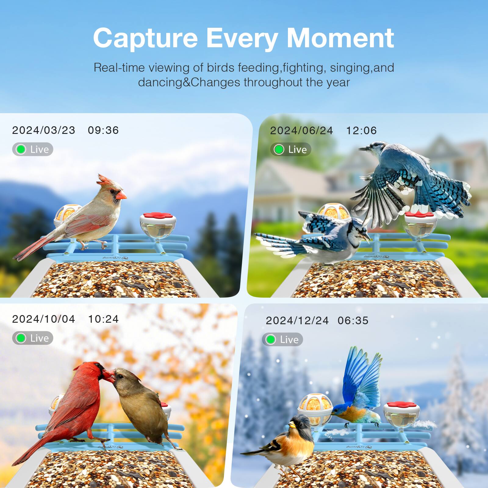 Capture Every Moment  
Real-time viewing of birds feeding, fighting, singing, and dancing & Changes throughout the year  

2024/03/23 09:36  
Live  

2024/06/24 12:06  
Live  

2024/10/04 10:24  
Live  

2024/12/24 06:35  
Live