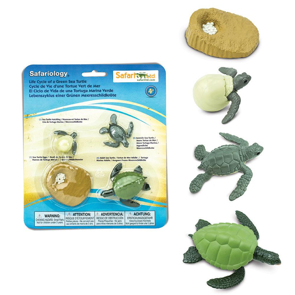 Safariology  
Safaria Ltd  
safariltd.com  

Life Cycle of a Green Sea Turtle  
Cycle de Vie d'une Tortue Verte de Mer  
El Ciclo de Vida de una Tortuga Marina Verde  
Lebenszyklus einer Grünem Meeresschildkröte  

1. Sea Turtle Hatchling / Jeune Tortue de Mer  
2. Juvenile Sea Turtle / Tortuga Marina Joven  
3. Adult Sea Turtle / Tortuga Marina Adulta  

WARNING: CHOKING HAZARD - Small Parts. Not for children under 3 years.  
ATTENTION: RISQUE D'ÉTOUFFEMENT - Petites pièces. Ne convient pas aux enfants de moins de 3 ans.  
ADVERTENCIA: RIESGO DE OBSTRUCCIÓN - Piezas pequeñas. No es adecuado para niños menores de 3 años.  
ACHTUNG: ERSTICKUNGSGEFAHR - Kleine Teile. Nicht für Kinder unter 3 Jahren.  

G: 4+