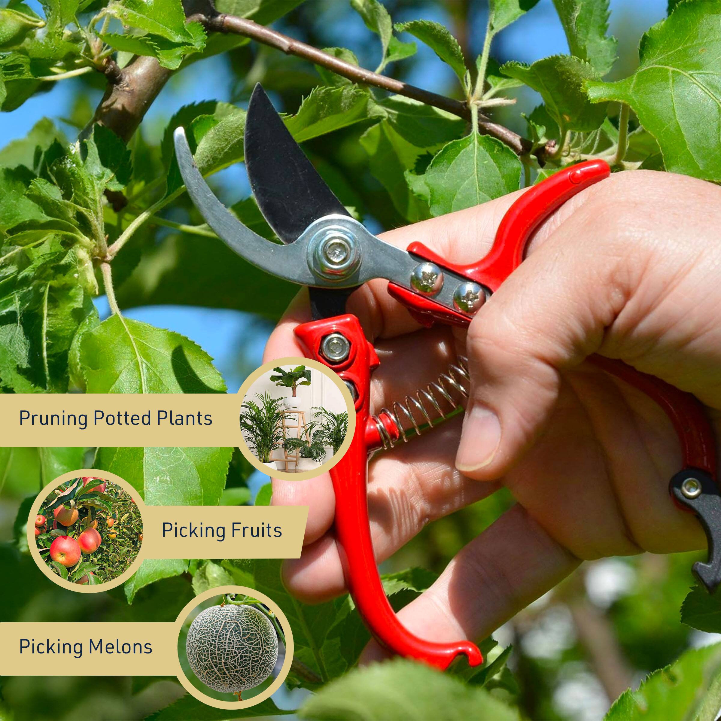 Pruning Potted Plants  
Picking Fruits  
Picking Melons