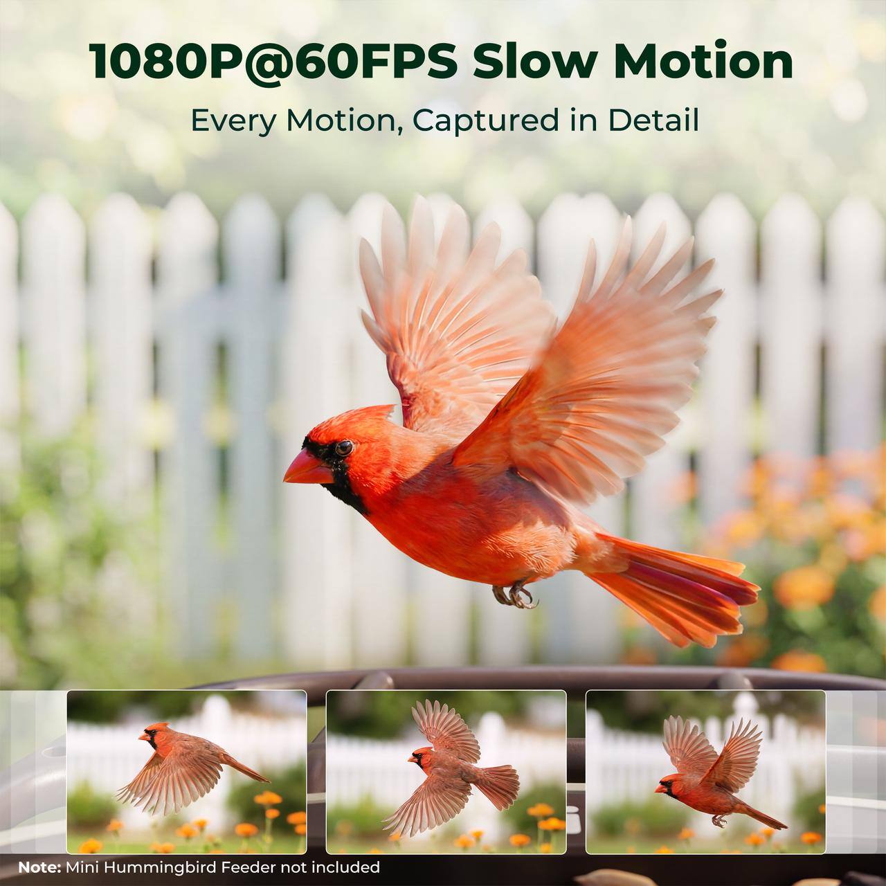 1080P@60FPS Slow Motion  
Every Motion, Captured in Detail  

Note: Mini Hummingbird Feeder not included