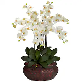BreeBe - 30" Large Phalaenopsis Arrangement - Cream