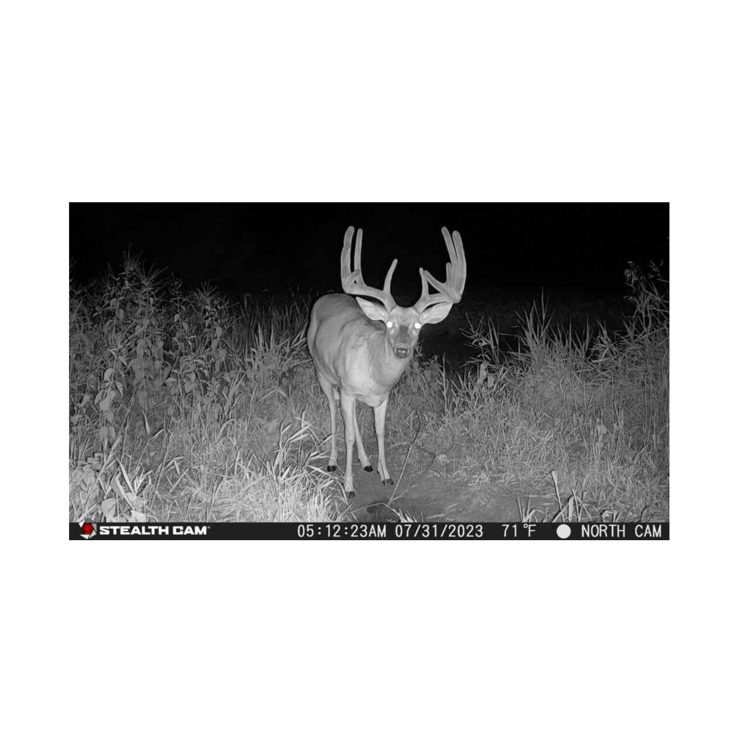 STEALTH CAM  
05:12:23 AM  
07/31/2023  
71°F  
NORTH CAM