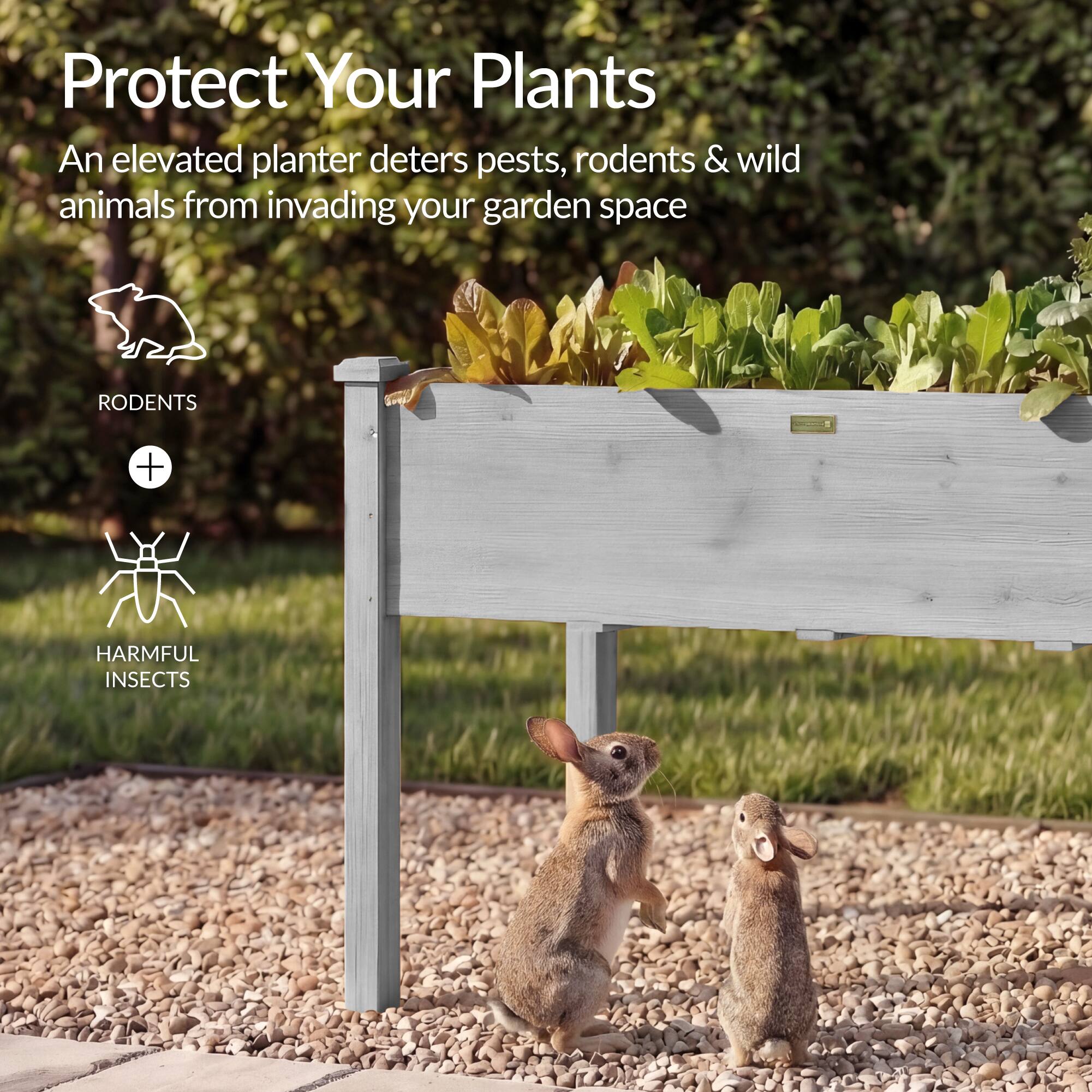 Protect Your Plants

An elevated planter deters pests, rodents & wild animals from invading your garden space

RODENTS + HARMFUL INSECTS