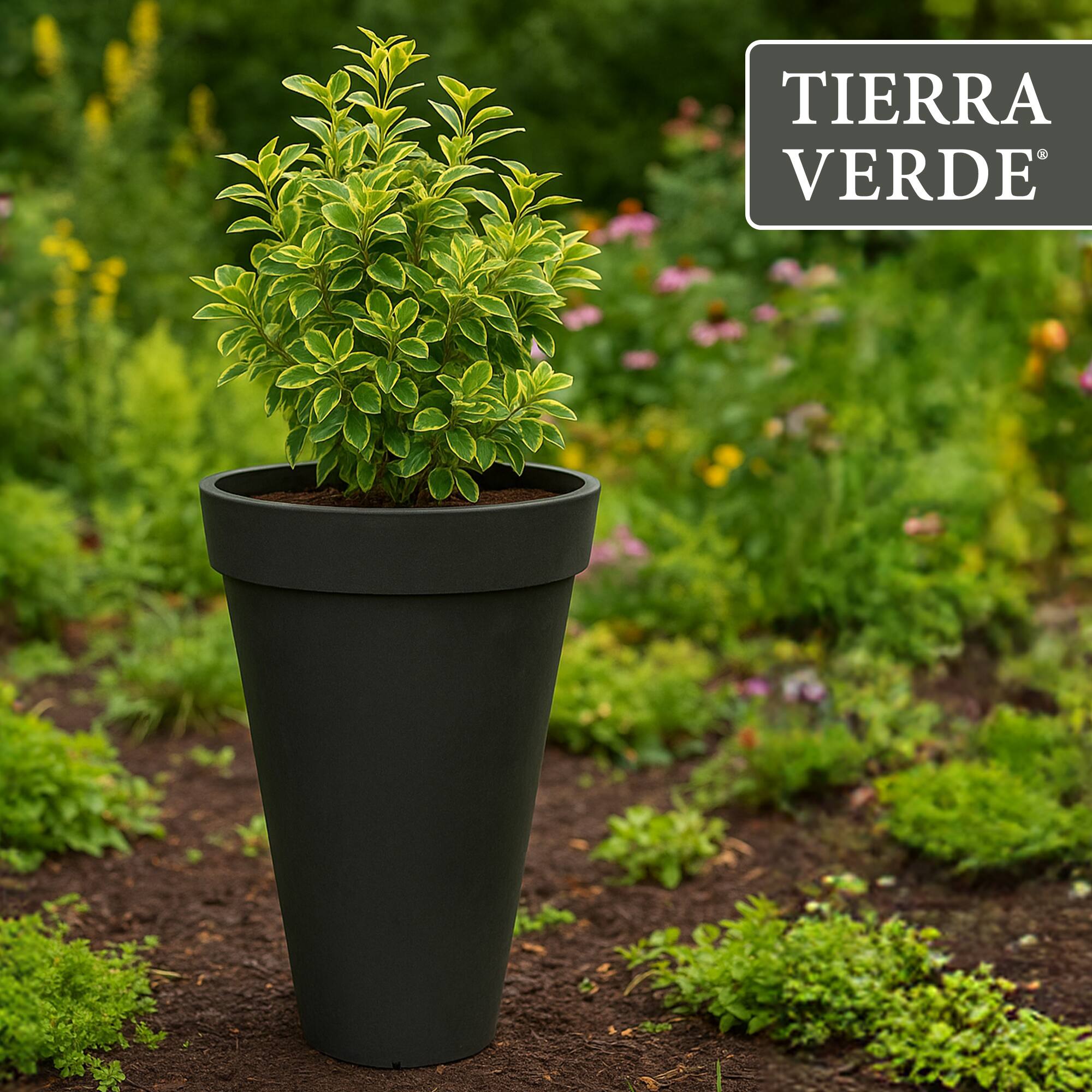 TIERRA VERDE