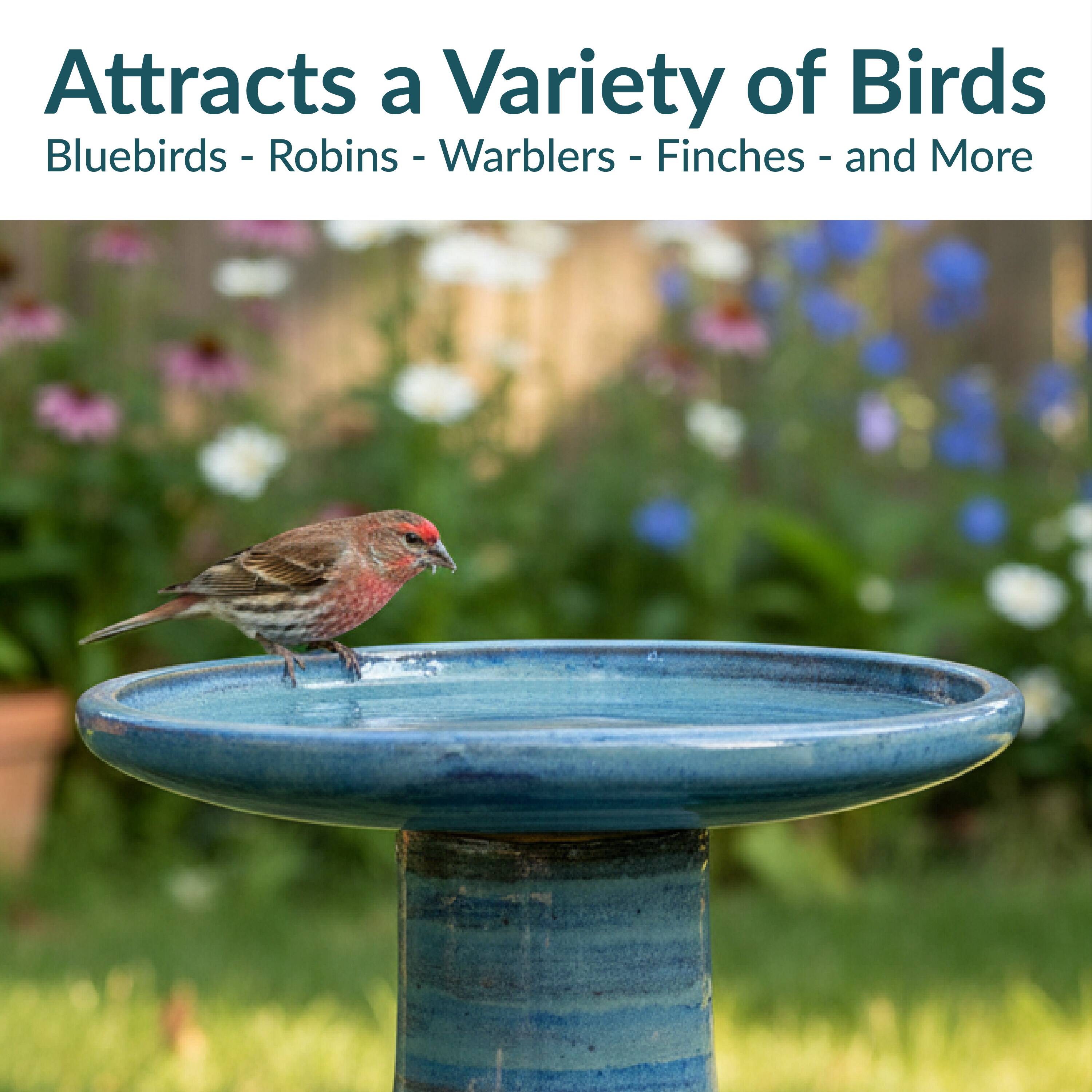 Attracts a Variety of Birds  
Bluebirds - Robins - Warblers - Finches - and More