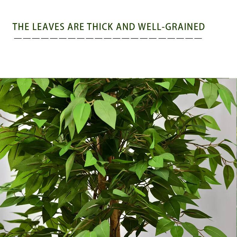 The leaves are thick and well-grained