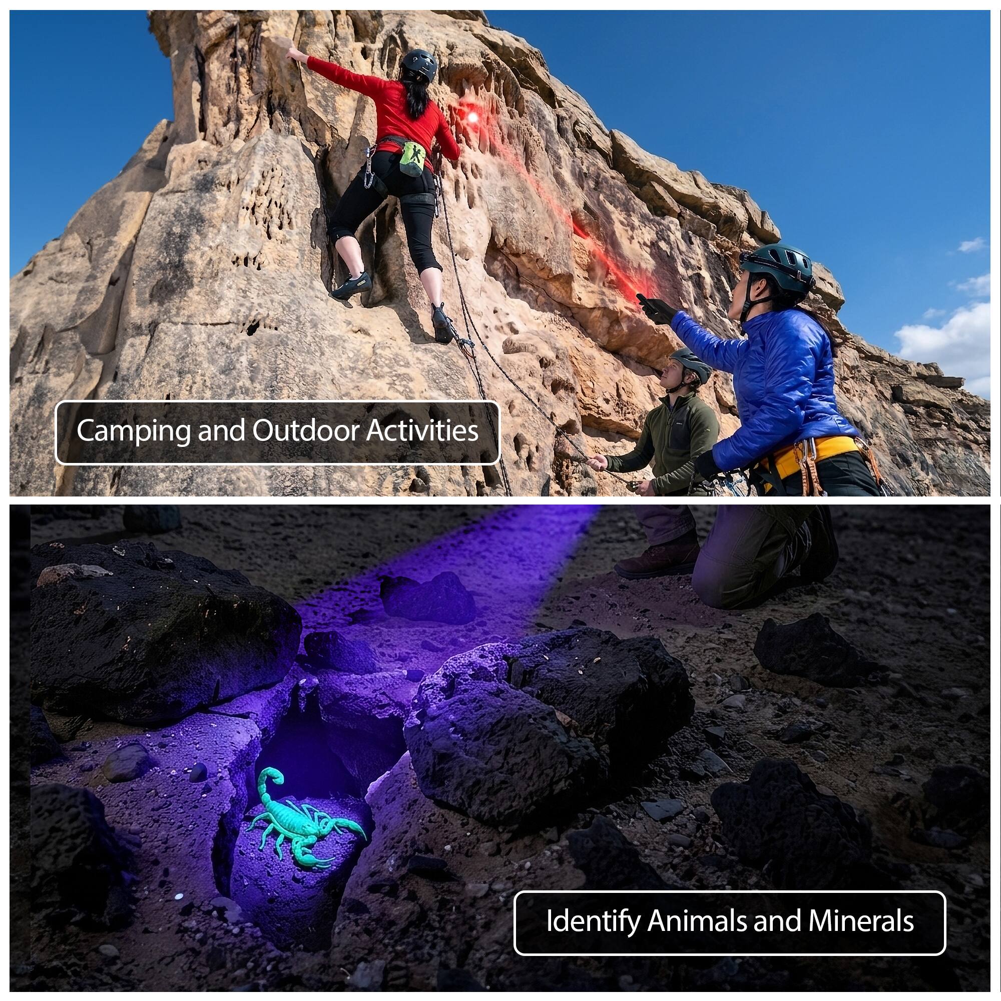Camping and Outdoor Activities

Identify Animals and Minerals