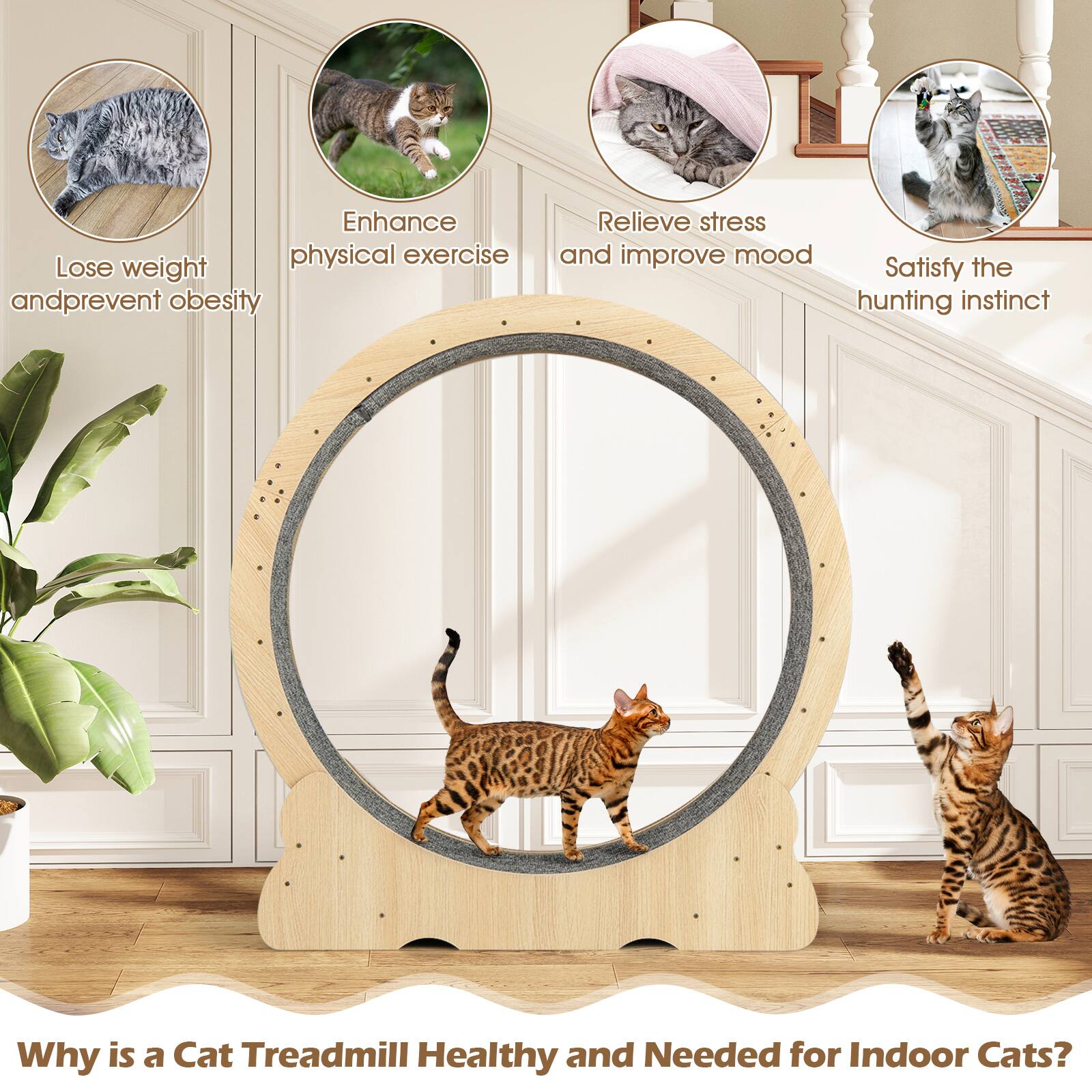 Enhance physical exercise  
Lose weight and prevent obesity  
Relieve stress and improve mood  
Satisfy the hunting instinct  

Why is a Cat Treadmill Healthy and Needed for Indoor Cats?