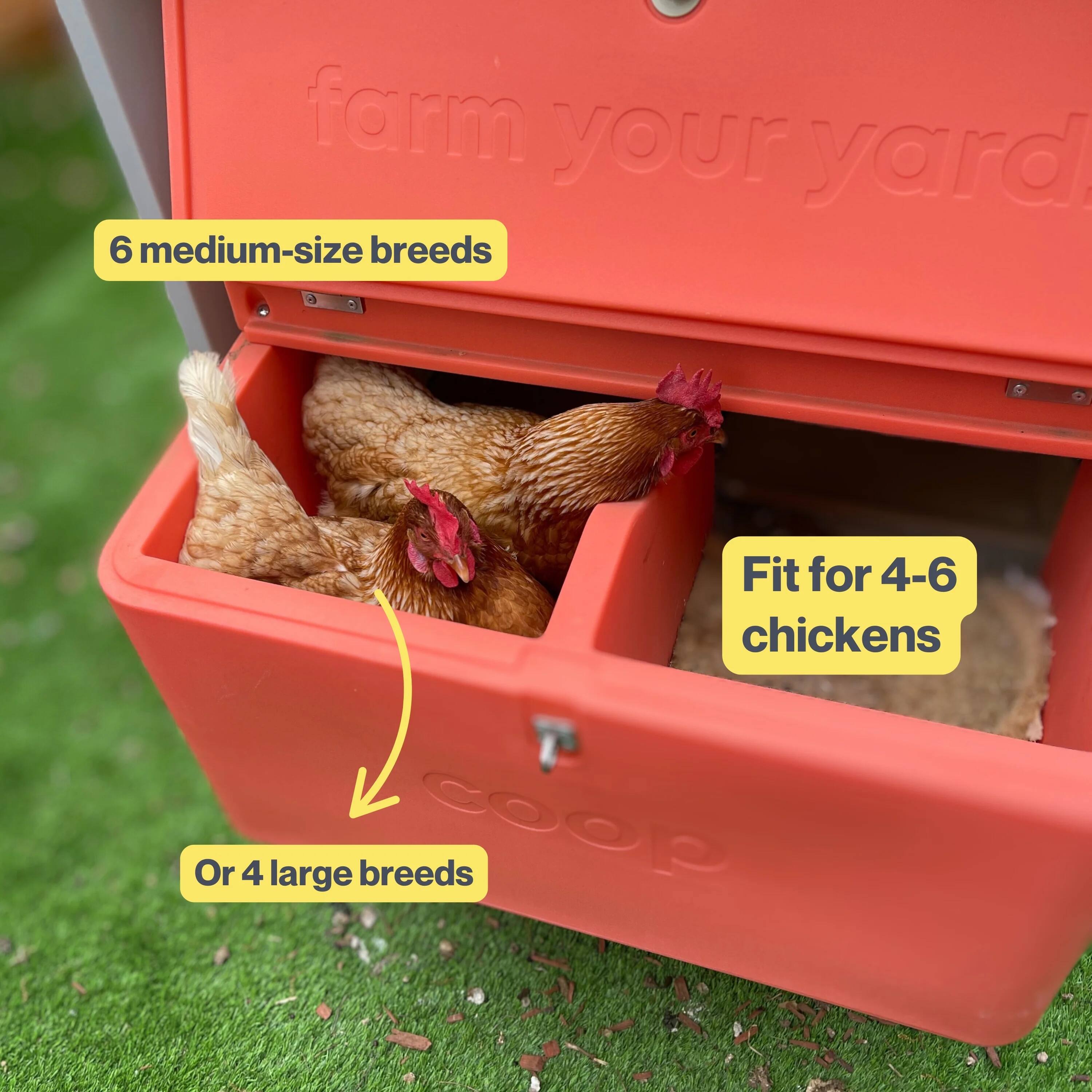 - 6 medium-size breeds
- Fit for 4-6 chickens
- Or 4 large breeds