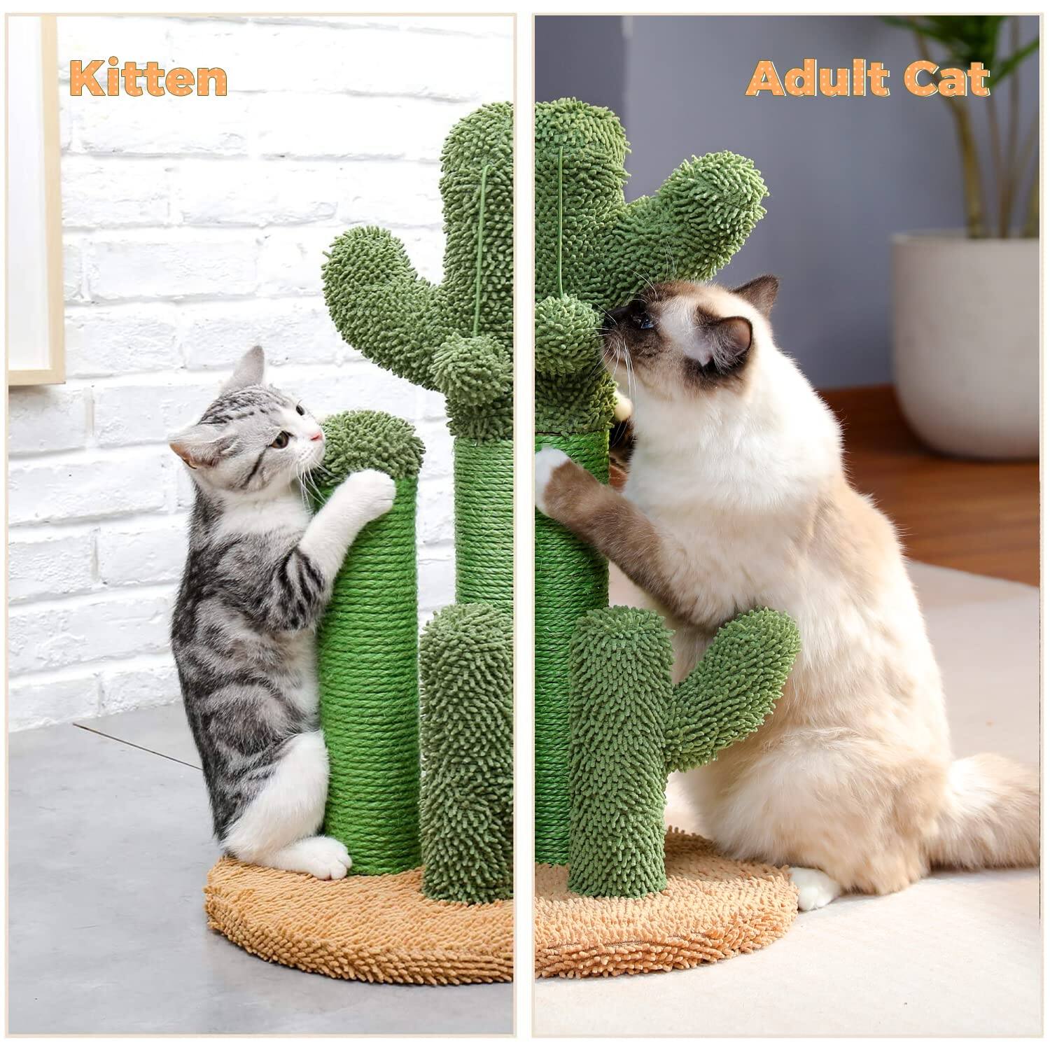 Kitten  
Adult Cat