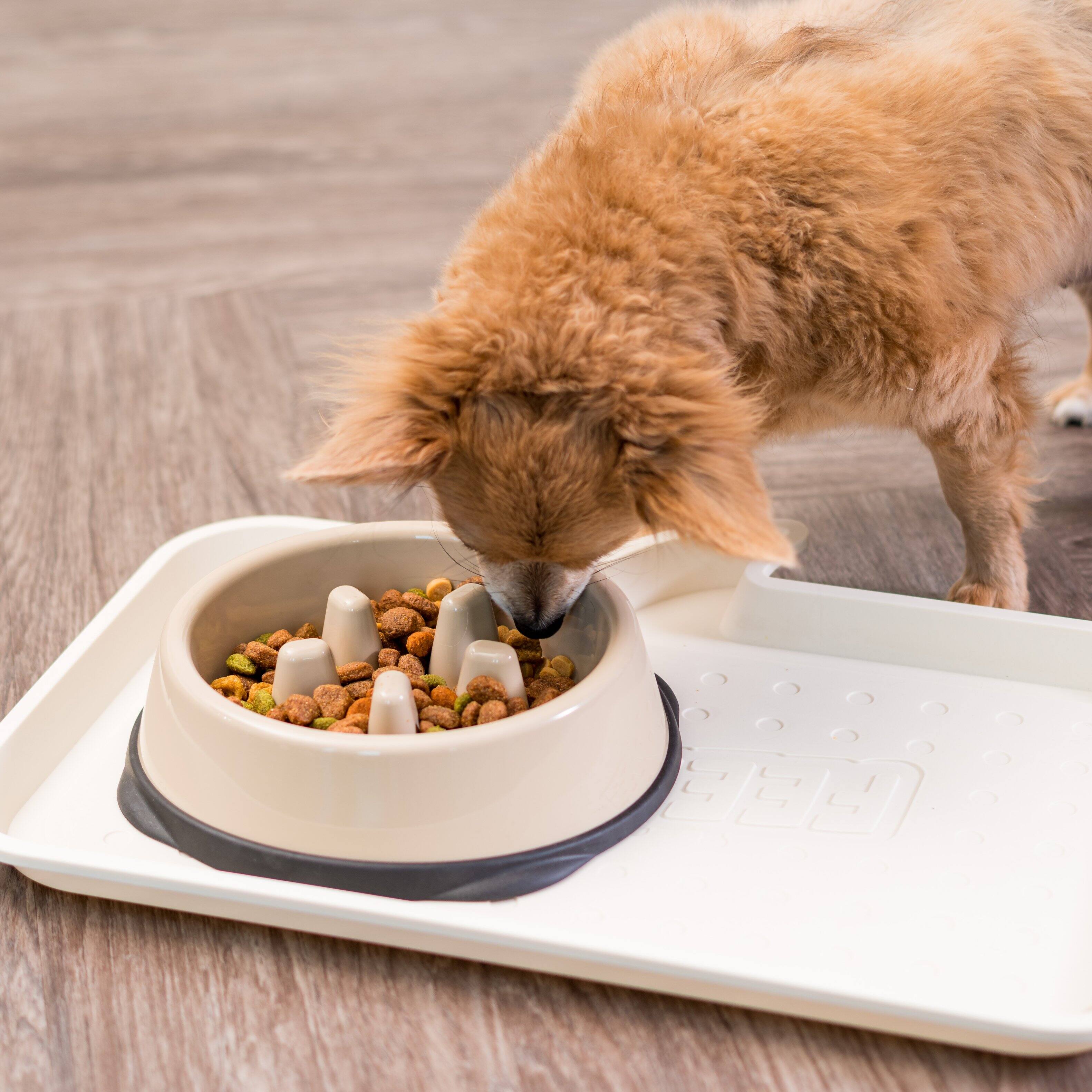 IRIS USA 2Cup/4Cup Slow Feeder Dog Bowl for Pets Tan - Best Buy