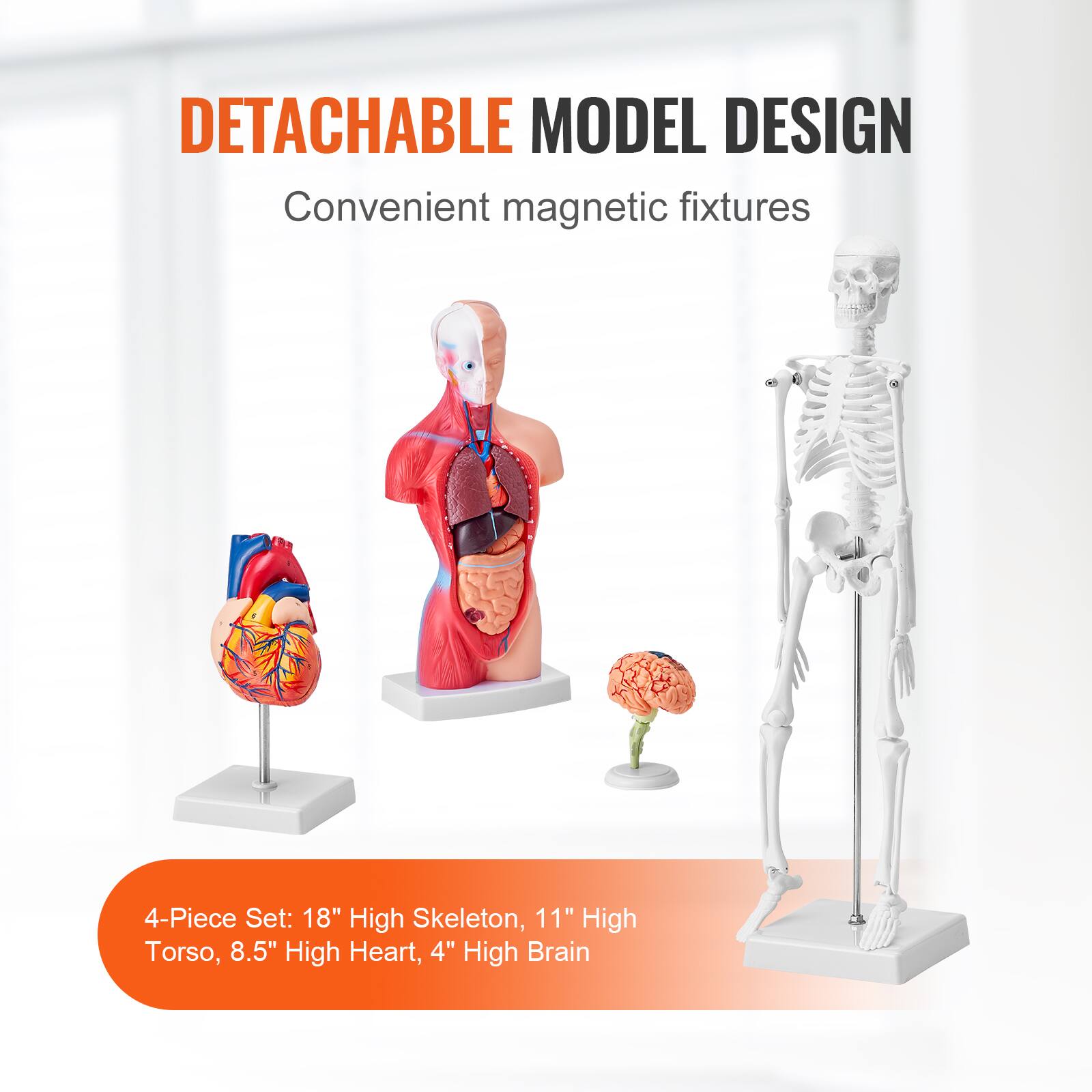 DETACHABLE MODEL DESIGN  
Convenient magnetic fixtures  

4-Piece Set:  
18" High Skeleton,  
11" High Torso,  
8.5" High Heart,  
4" High Brain