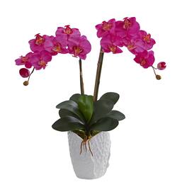 BreeBe - 23" Double Phalaenopsis Orchid in White Vase - Dark Pink