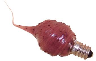 Front. BreeBe - Cinnamon Spice Scented Silicone Bulb - 4 Watt - Brown.