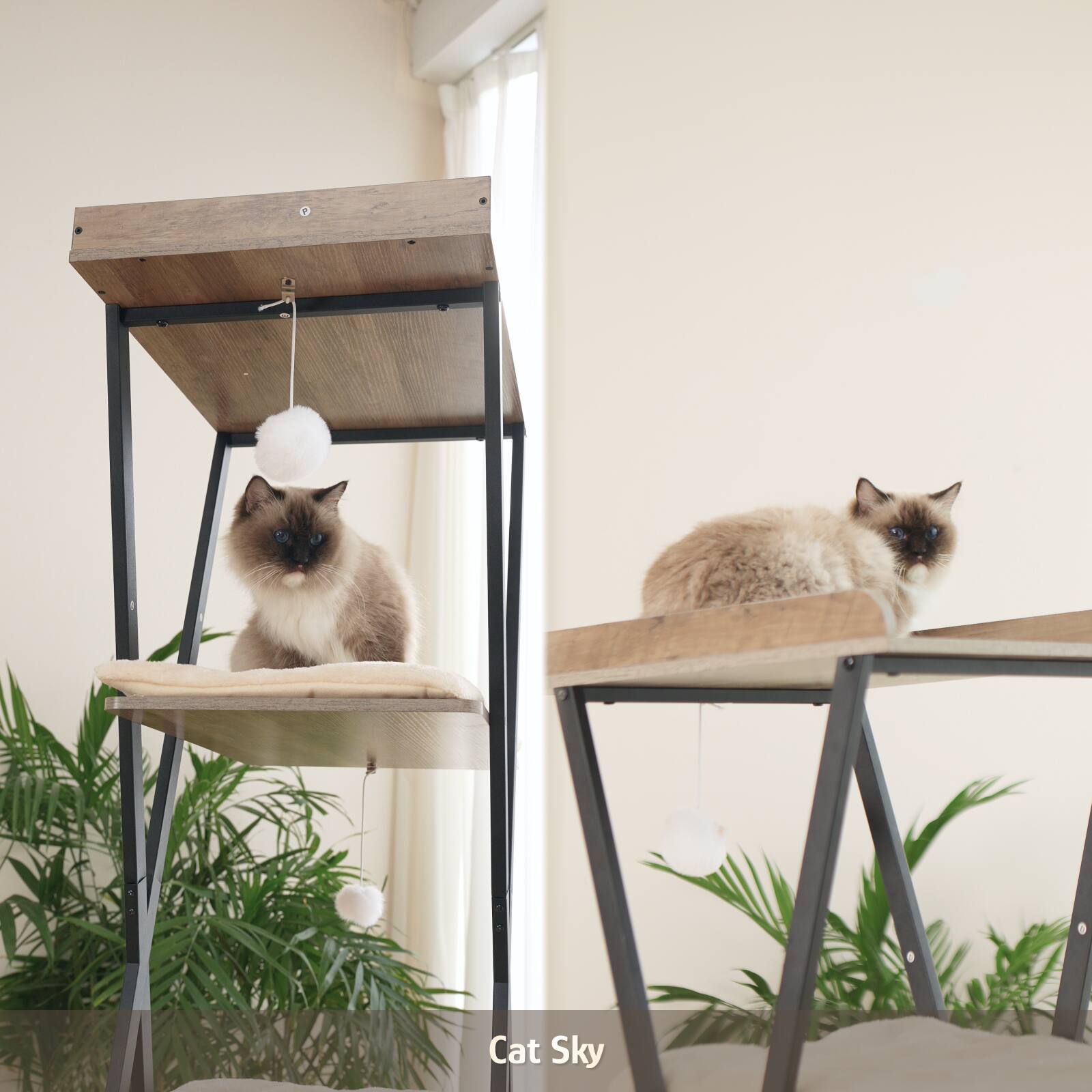 Cat Sky