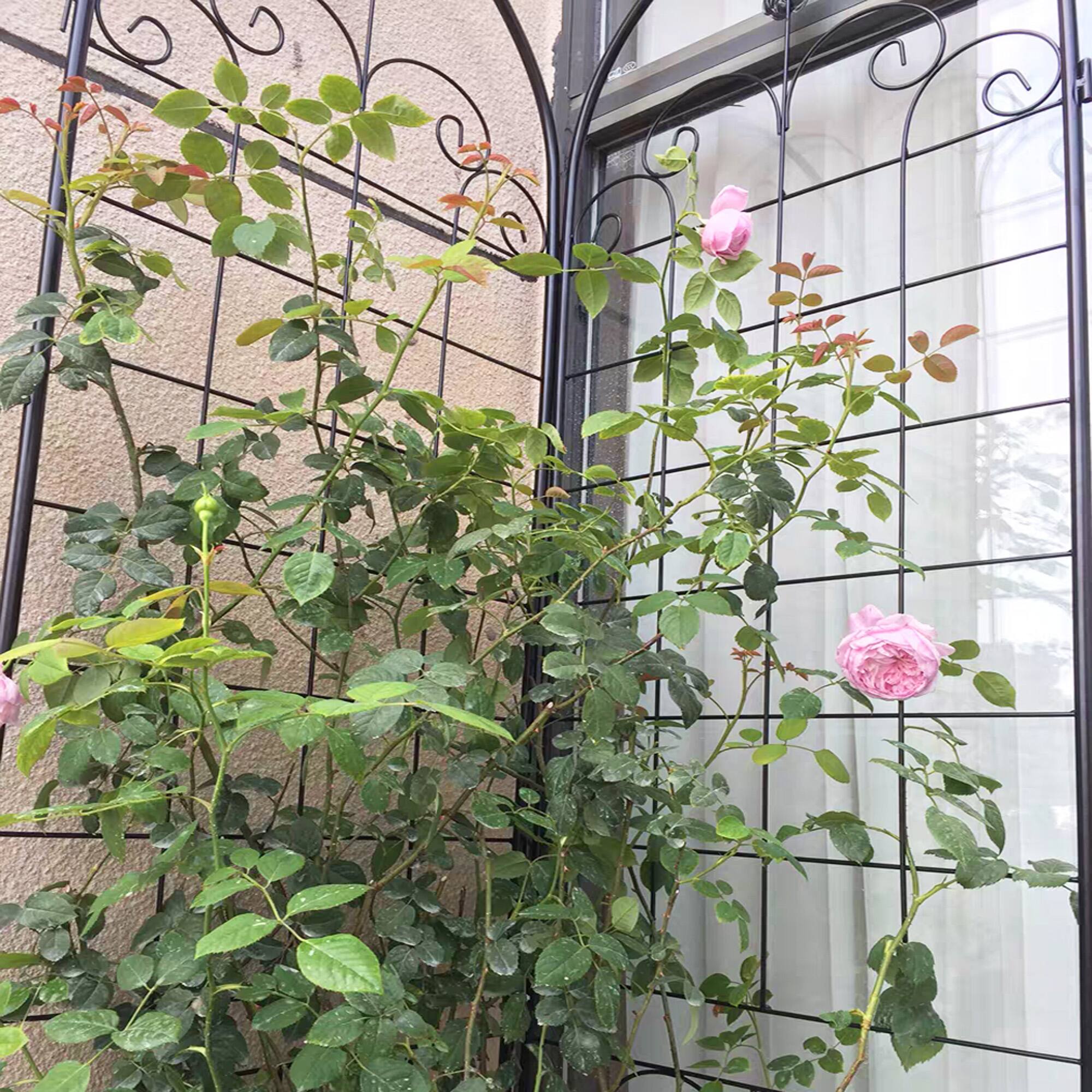 Alt View 5. Loheer - 7.2 x 1.6 ft 4 Pack Metal Garden Trellis - Rustproof Outdoor Plant Support.