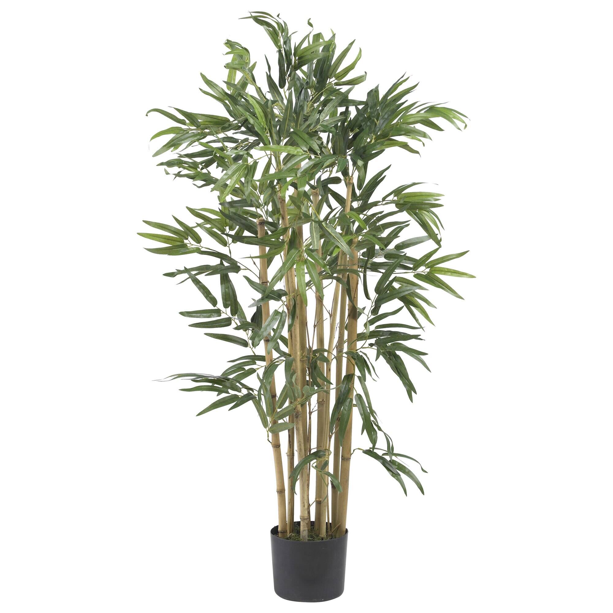 Front. BreeBe - 3' Multi Bambusa Bamboo Tree w/500 Lvs - Green.