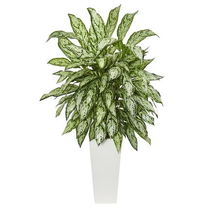 Front. BreeBe - 42" Silver Queen in White Tower Planter - Green.