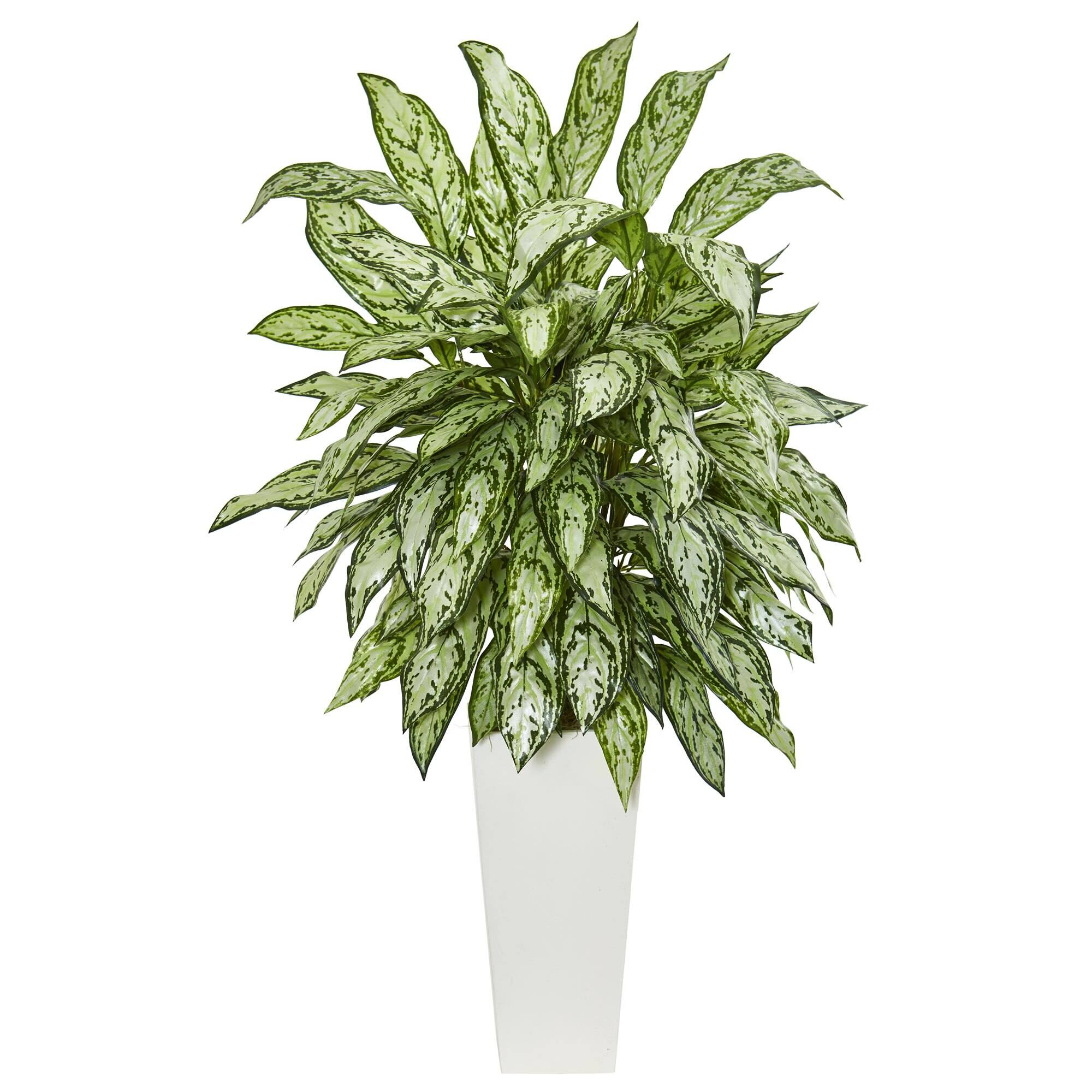 Front. BreeBe - 42" Silver Queen in White Tower Planter - Green.