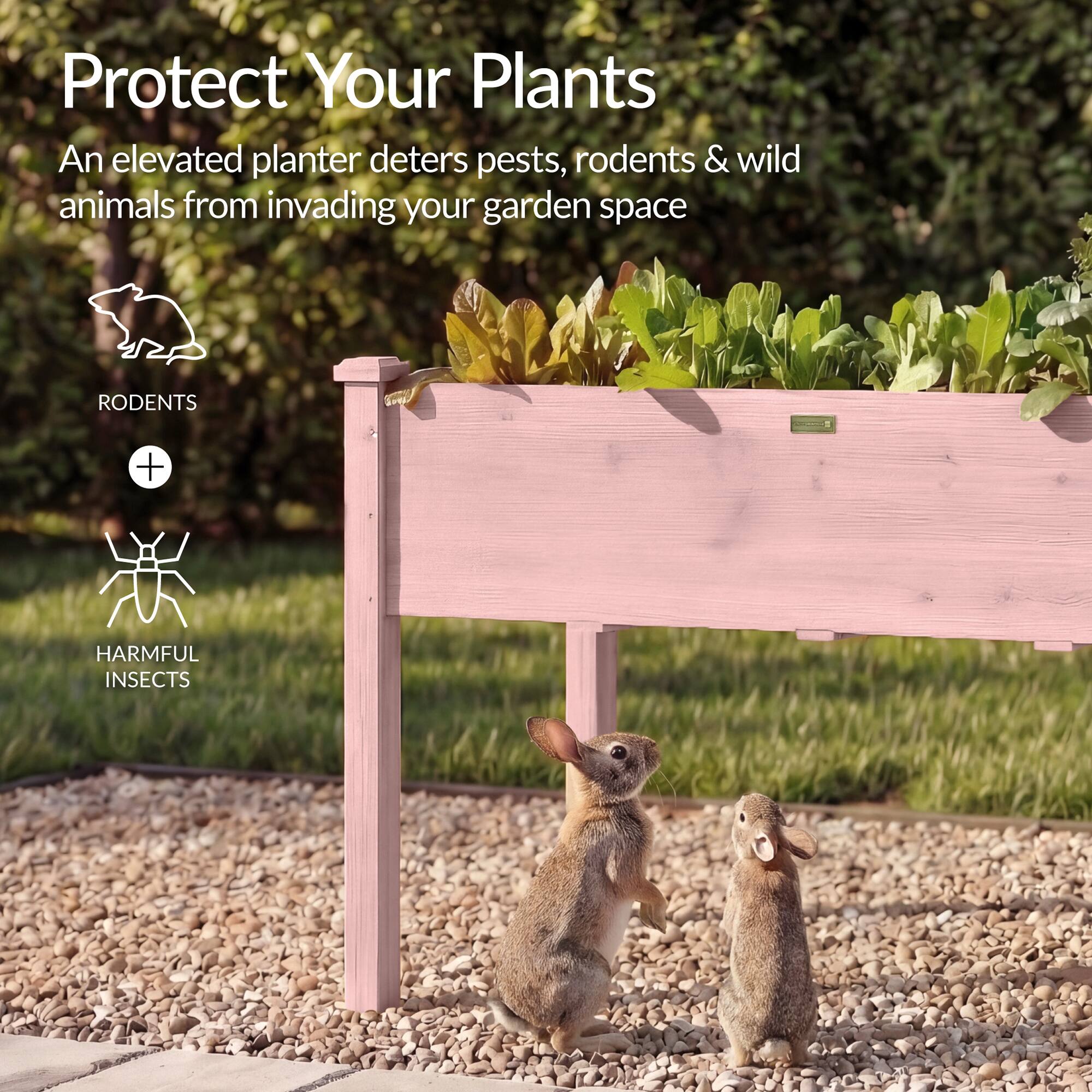 Protect Your Plants

An elevated planter deters pests, rodents & wild animals from invading your garden space

RODENTS + HARMFUL INSECTS