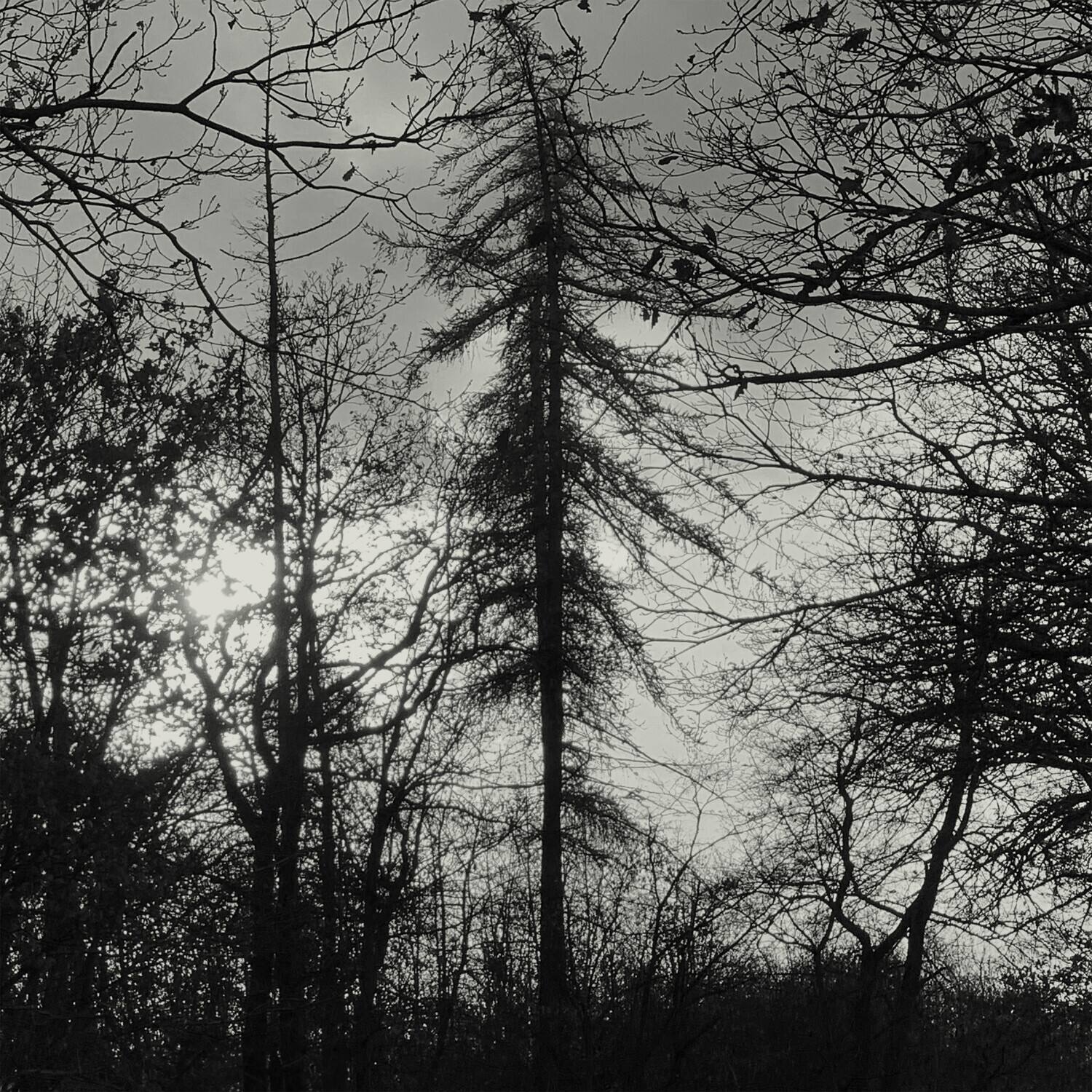 Curse All Kings - Feral Earth - VINYL LP