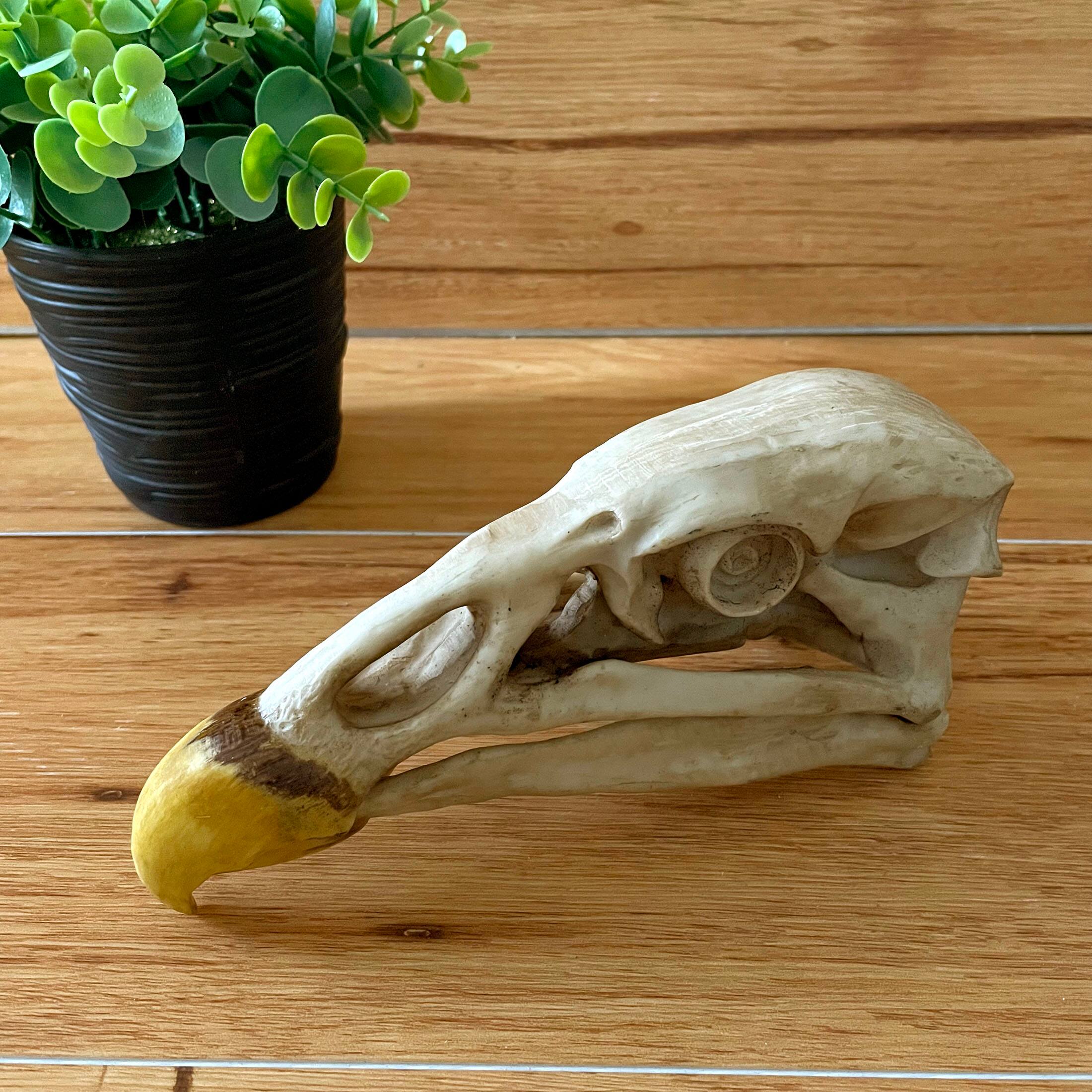 Alt View 4. Contrast Inc. - Replica California Condor Skull – Realistic Endangered Species Decor - Off-white.